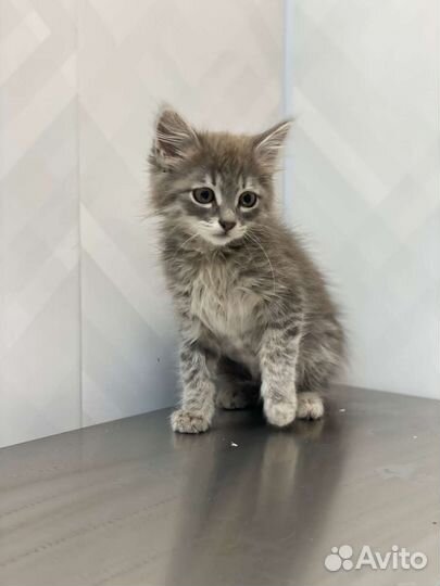 Смоки (3 месяца) негде жить