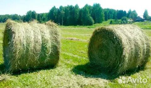 Продам сено в рулонах свежее