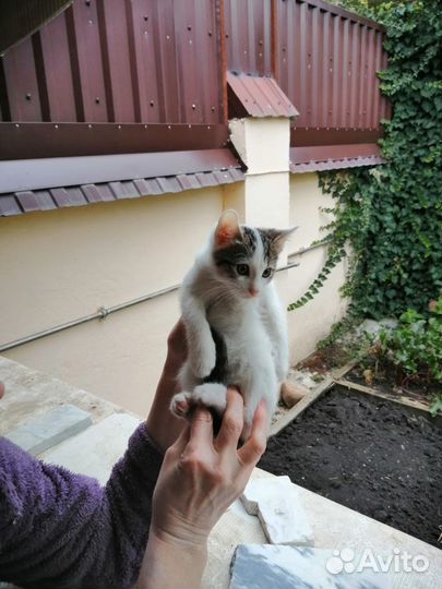 Отдаем котят