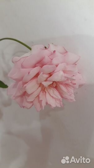 Бенгальские розы