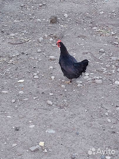 Куры петухи