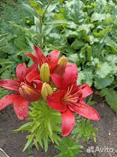 Ирисы. Лилии