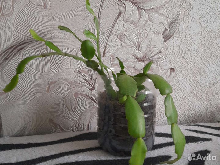 Декабрист розовый