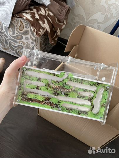 Дом для муравьев