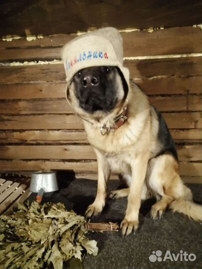 Немецкая овчарка вязка