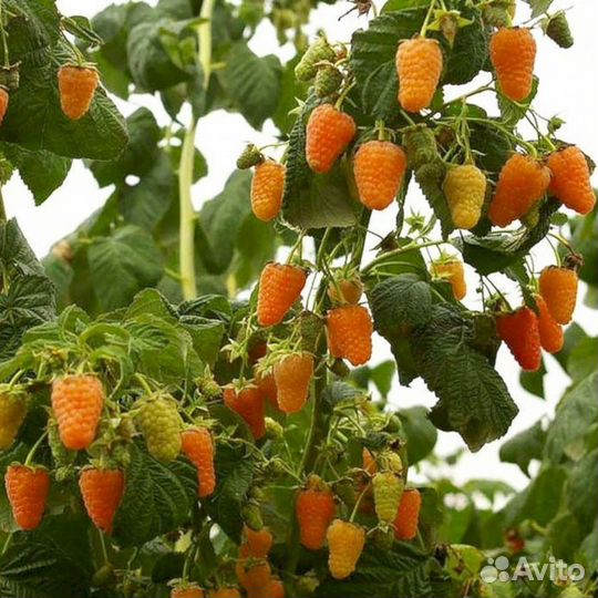 Саженцы малины Оранжевое чудо