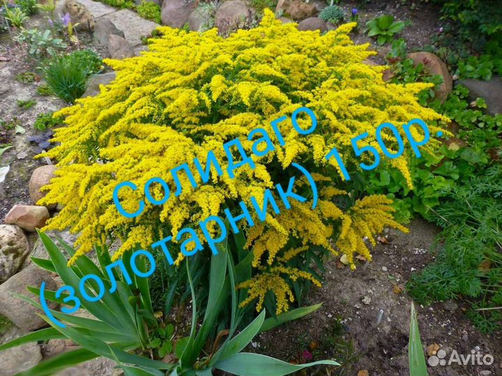 Растения для сада