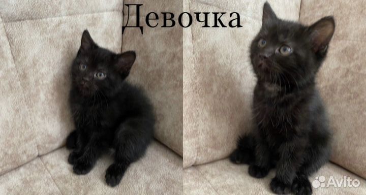 Шотландская