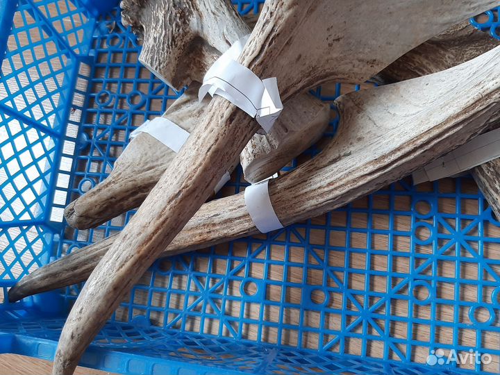 Рога для собак без лака