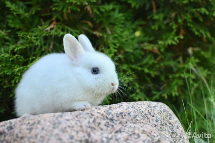 Карликовые и декоративные кролики. Профессиональны