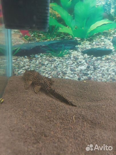 Парчовый сом