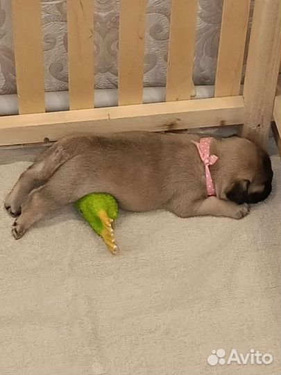 Щенки мопса