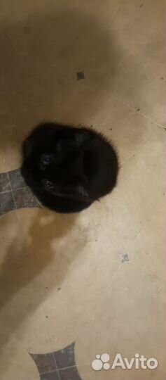 Милые котята ищут дом