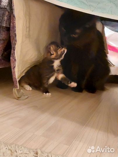 Кошка в дар