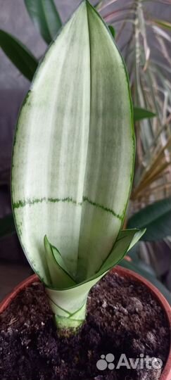 Сансвиерии