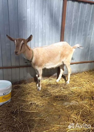 Дойные козы и козочки