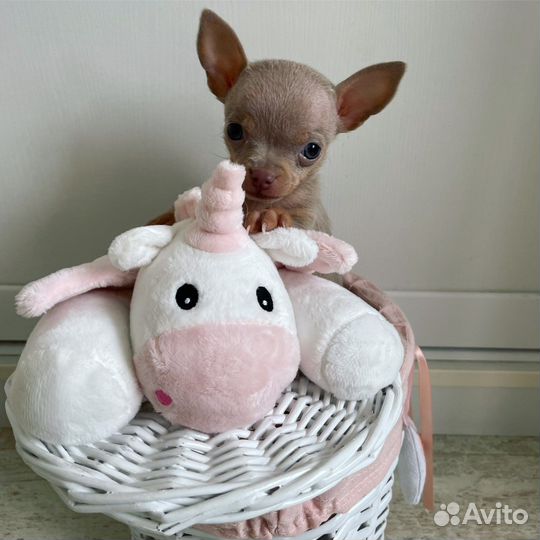 Кукольные реально породные и красивые той-терьеры