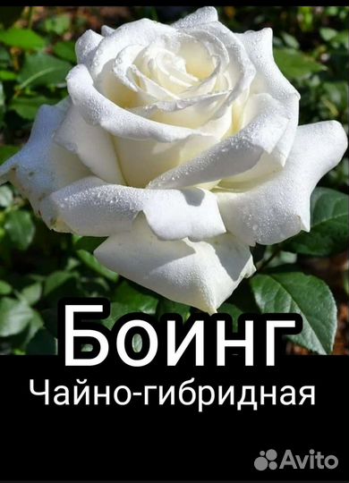 Саженцы чайно-гибридной розы