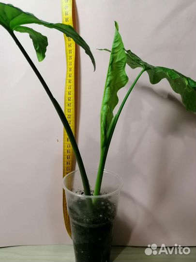 Сингониум Австралия