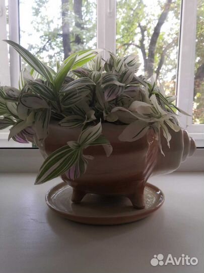 Традесканция с горшком