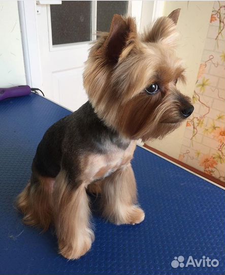 Стрижка собак и кошек всех пород