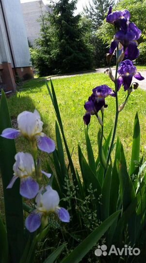 Хоста, очиток, хризантема желтая и другие