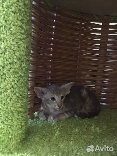 Ориентальная