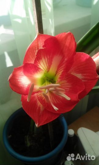 Луковицы гиппеаструма (амариллис)