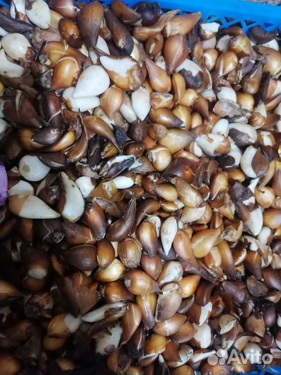 Луковицы тюльпанов