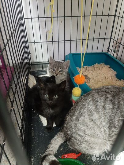 Котята в добрые руки