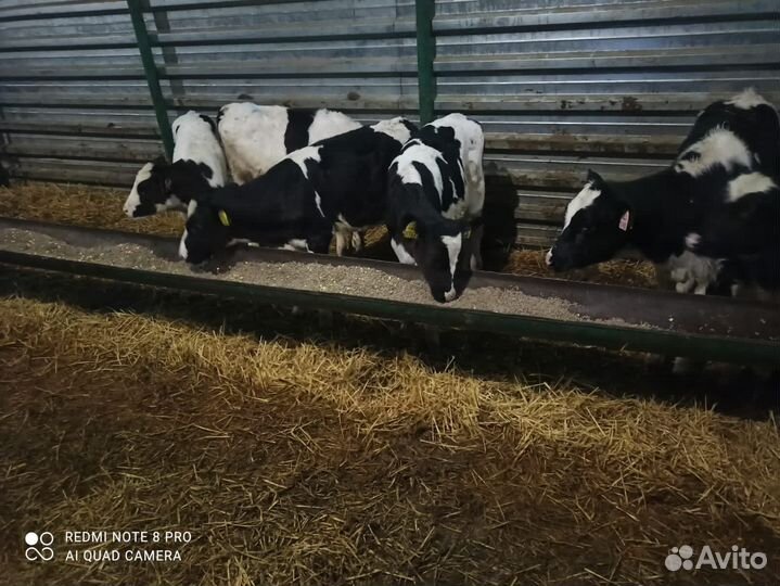 Телята мясной породы бычки