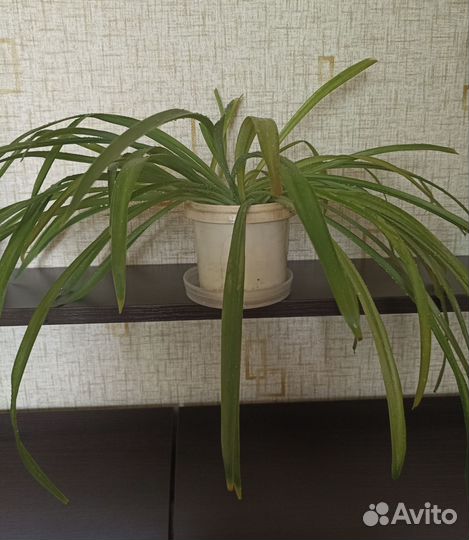 Хлорофитум