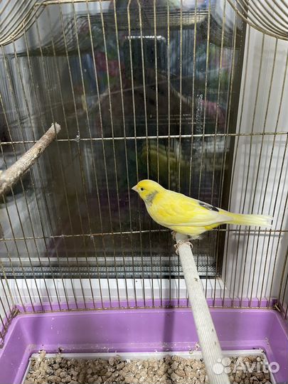 Кенара и канарейки