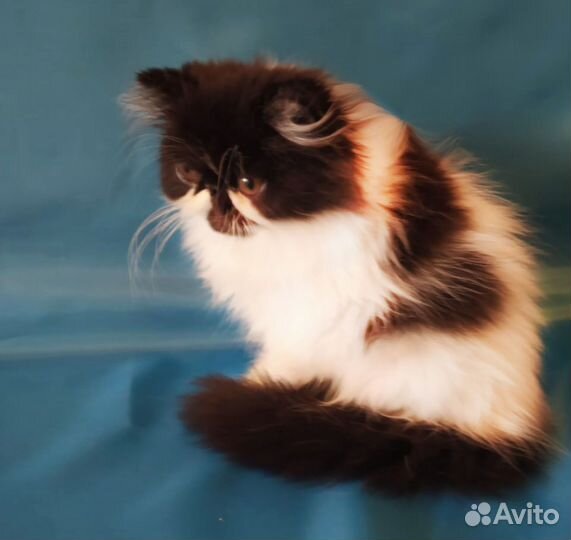 Персидский котенок
