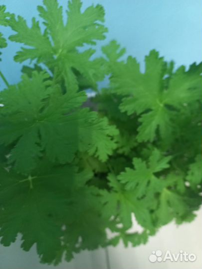 Герань душистая и гибискус