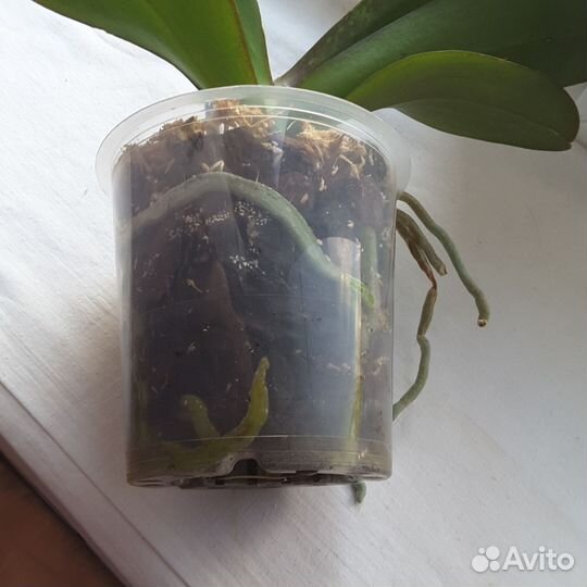 Орхидея Фаленопсис.Карина