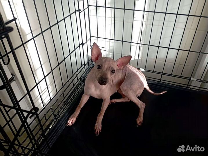 Американский голый терьер