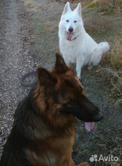 Пуховые собачьи носки