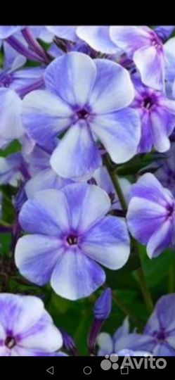 Флокс Гжель и др сорта флоксов