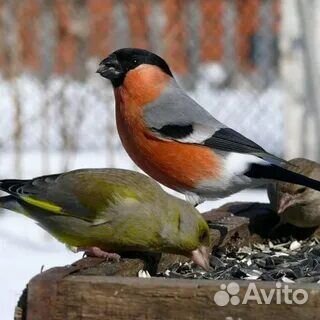 Певчие лесные птицы