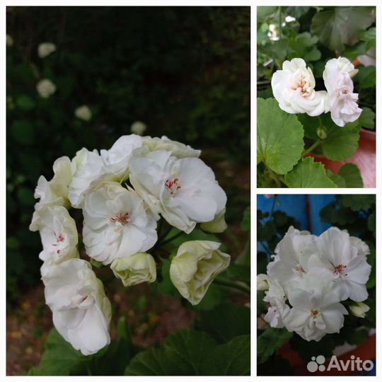 Пеларгония герань