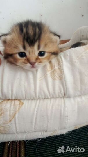 Шотландские котята