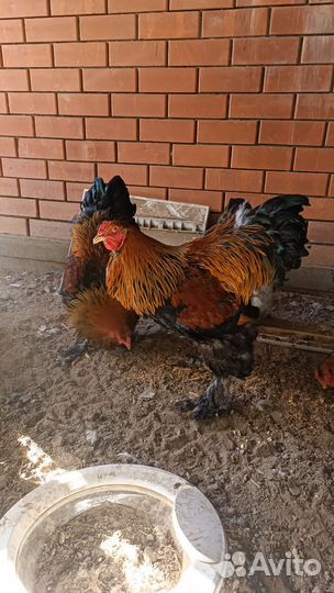 Куры петухи Колумбийская Брама