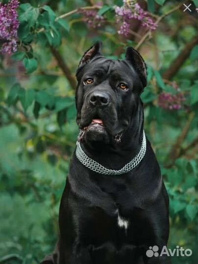 Ветеринарный врач на дом (кошки и собаки)