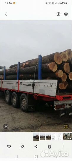 Дуб кругляк