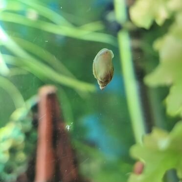 Улитки аквариумные