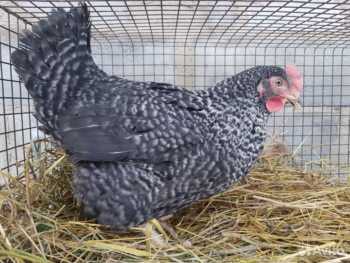 Куры, молодки, несушки