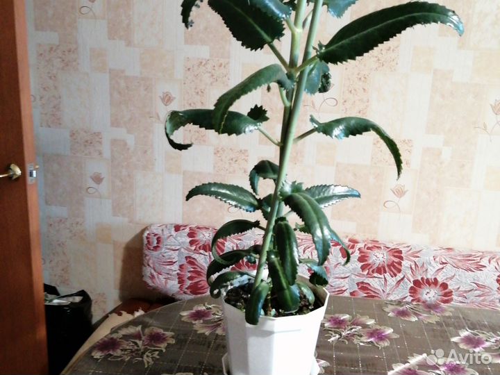 Каланхое лечебное