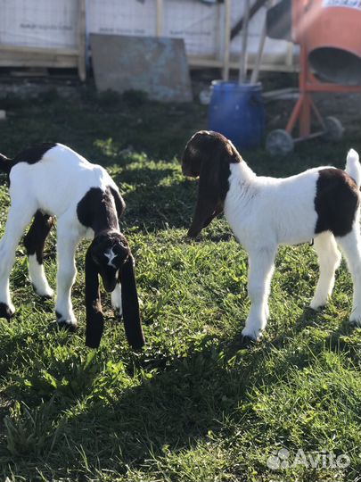 Козлята камори