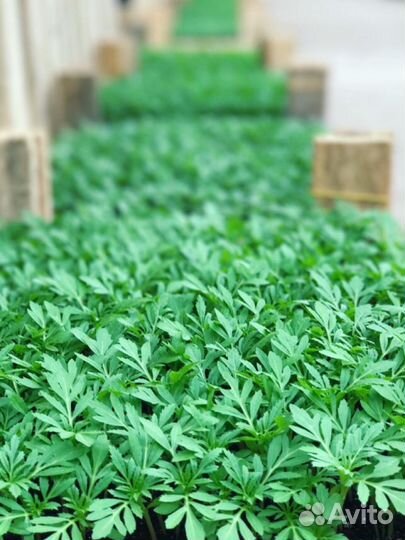 Рассада цветов, петуния